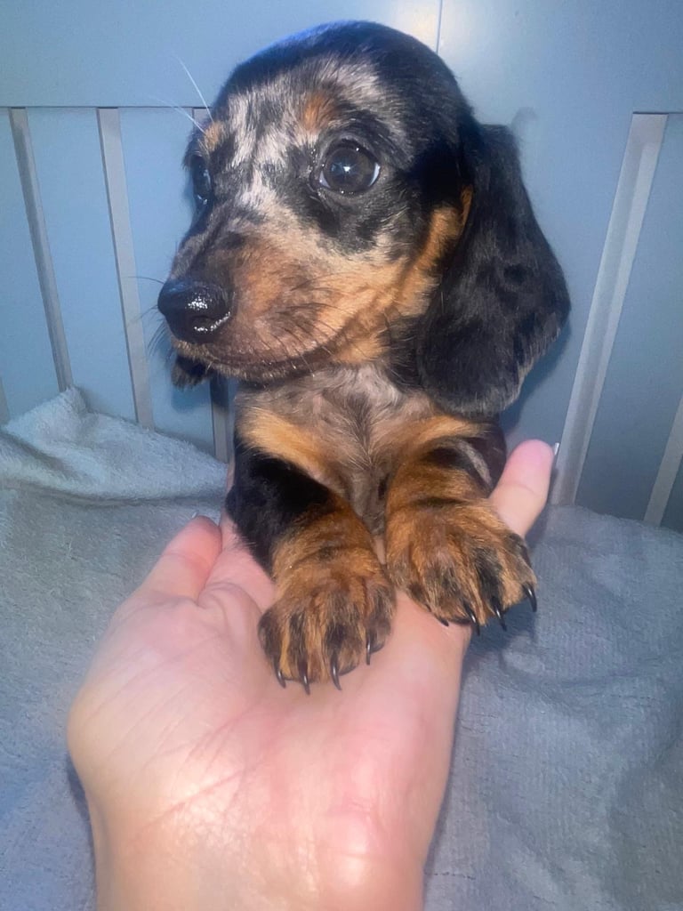 Miniature dachshund pups 