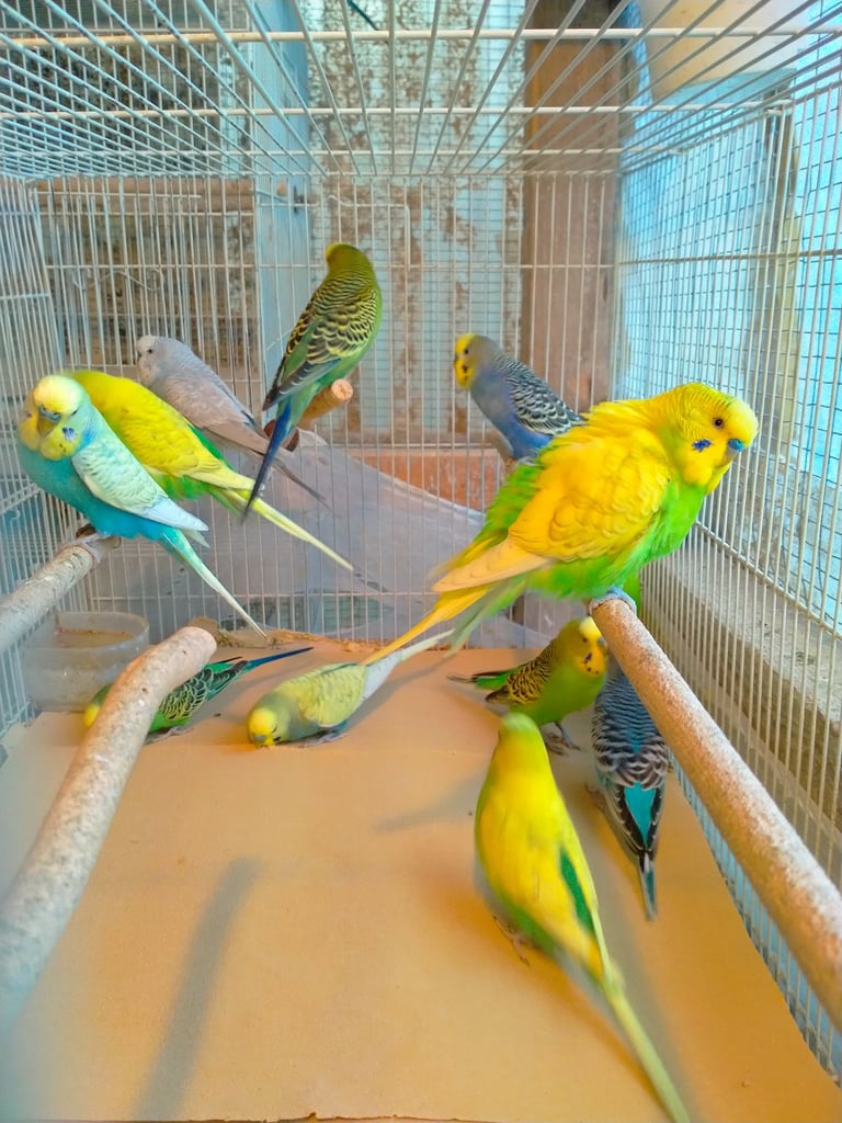 Cockatiels and Budgies - Bristol 