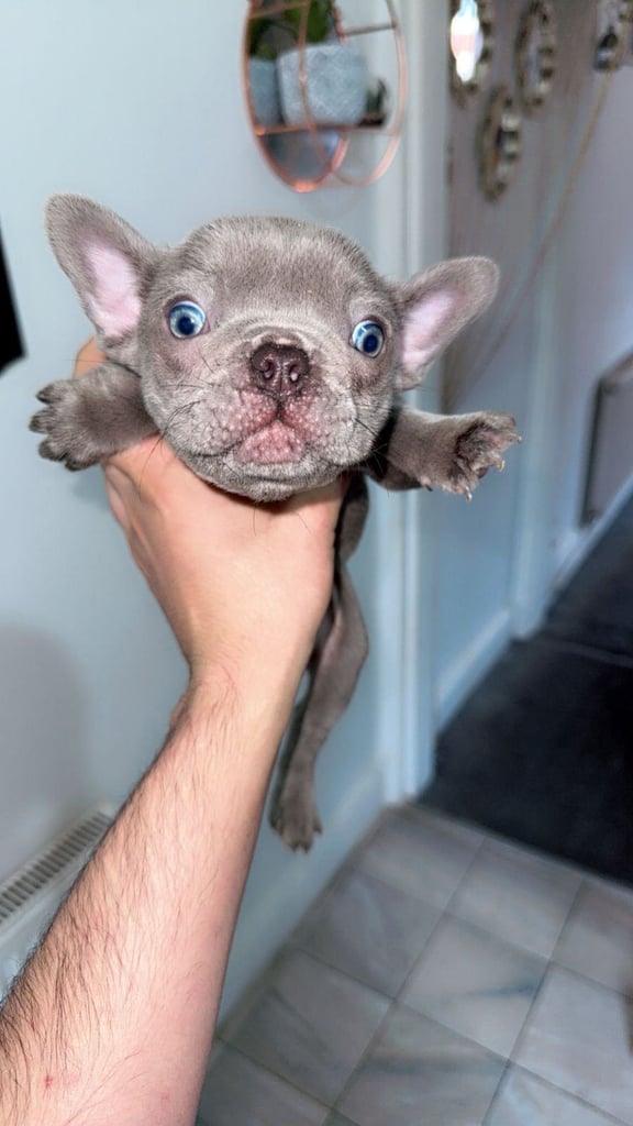 Beautiful French Bulldog Puppies