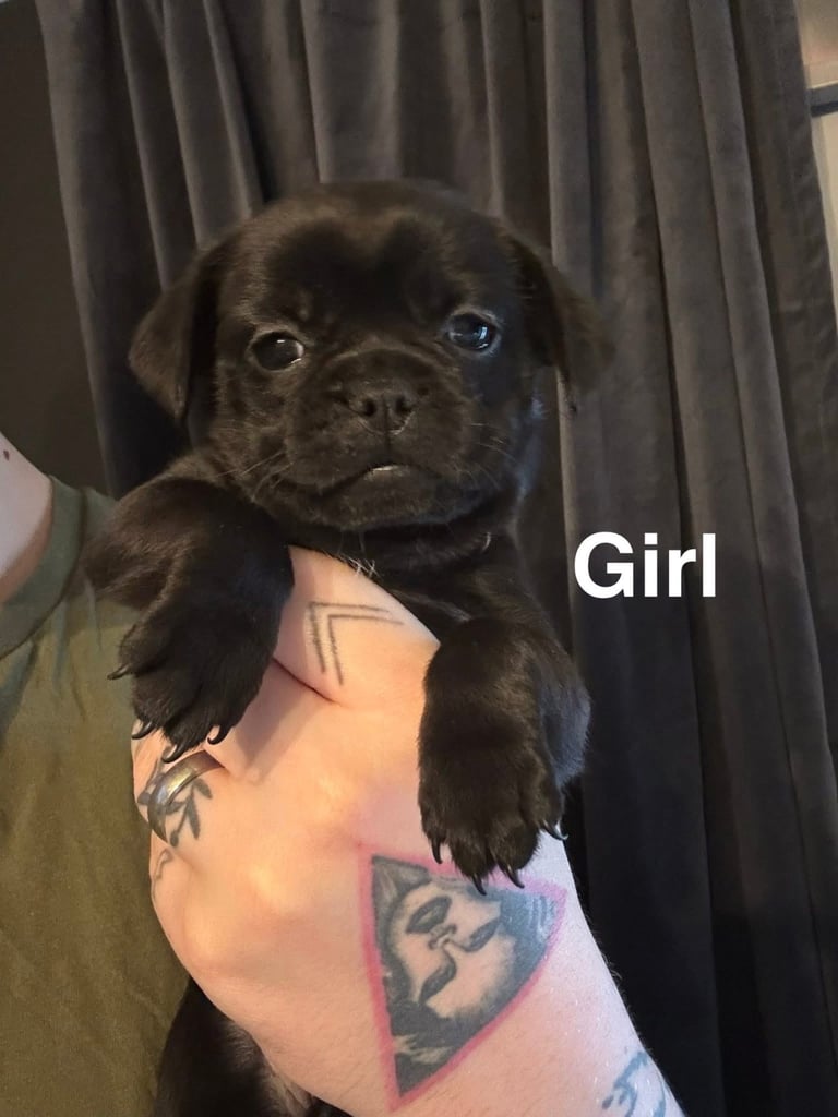 Pug puppies for sale
