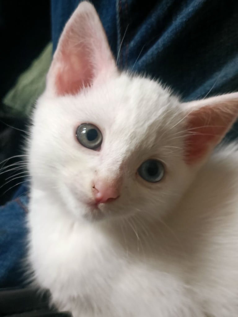 Beautiful kittens white has rare mixed colour eyes 1 green 1 blue