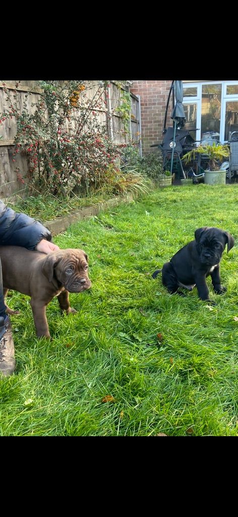 Cane corso x presa canario pups