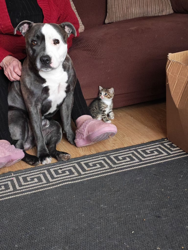 Odin 2 year old staffy 