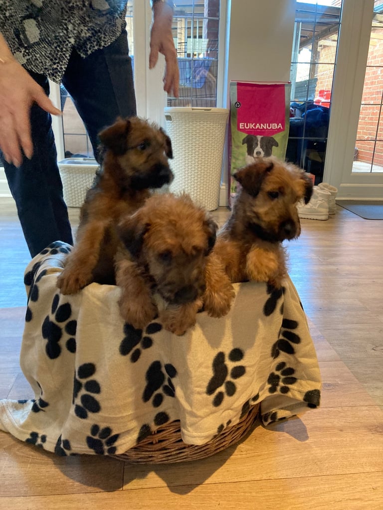 Irish terrier puppys 