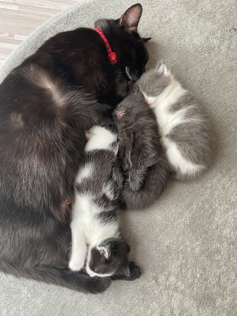 2 beautiful female kittens for sale 