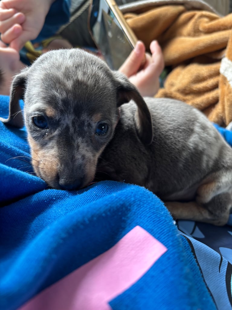 image for Dachshund baby’s 