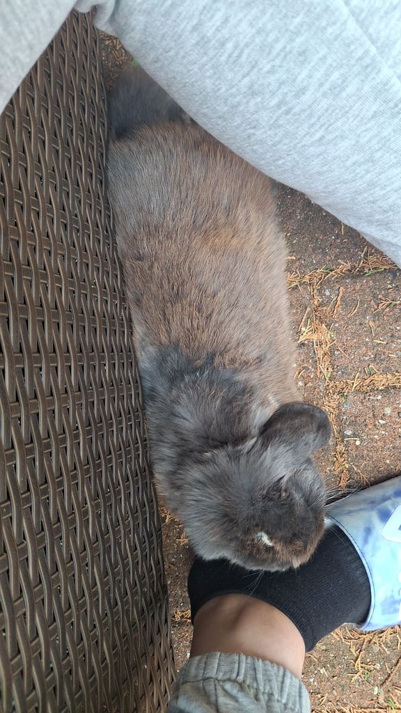Male Mini lop Rabbit with Indoor Cage