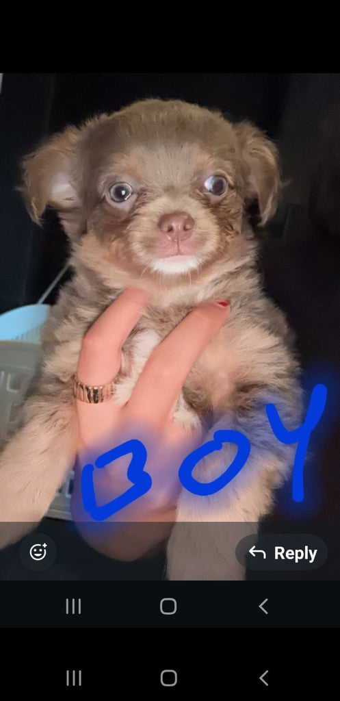 Long haired chihuahua puppys £1100