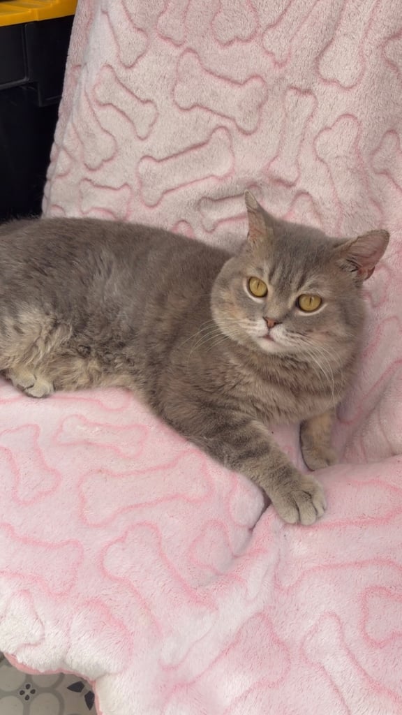 Cute and chunky male British shorthair kitten