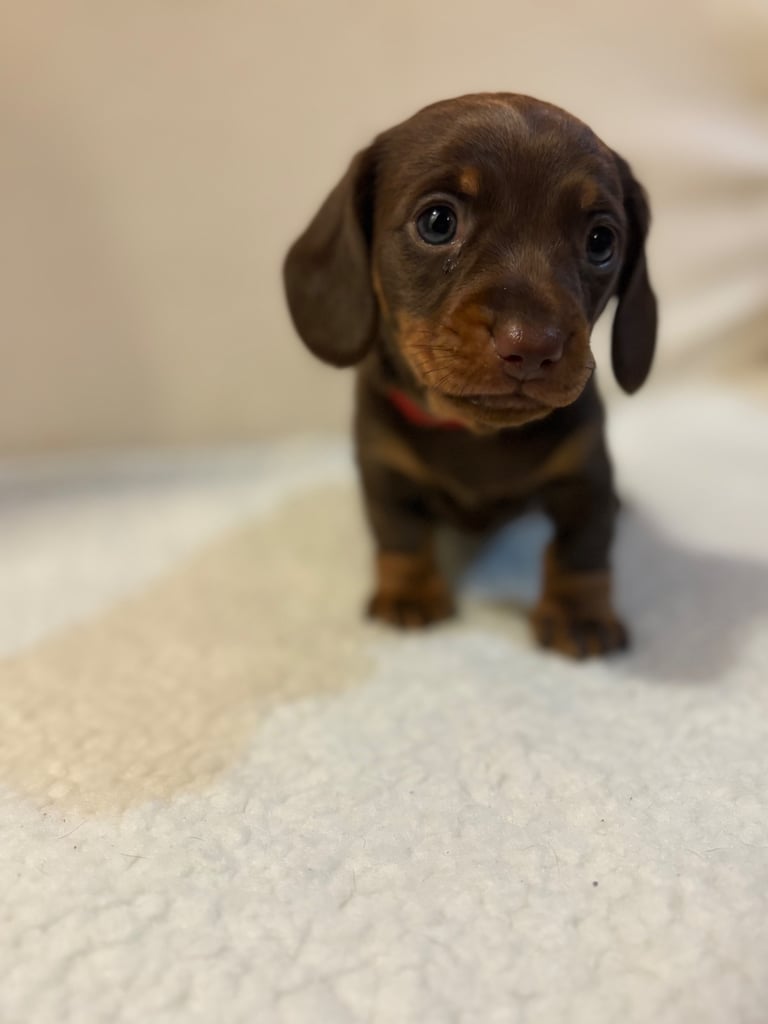 Miniature Dachshund Puppies 