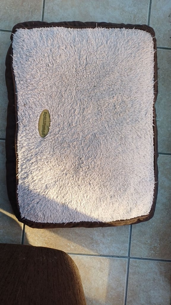 Cat beds, caves, blankets, grooming, scratch posts,litter tray