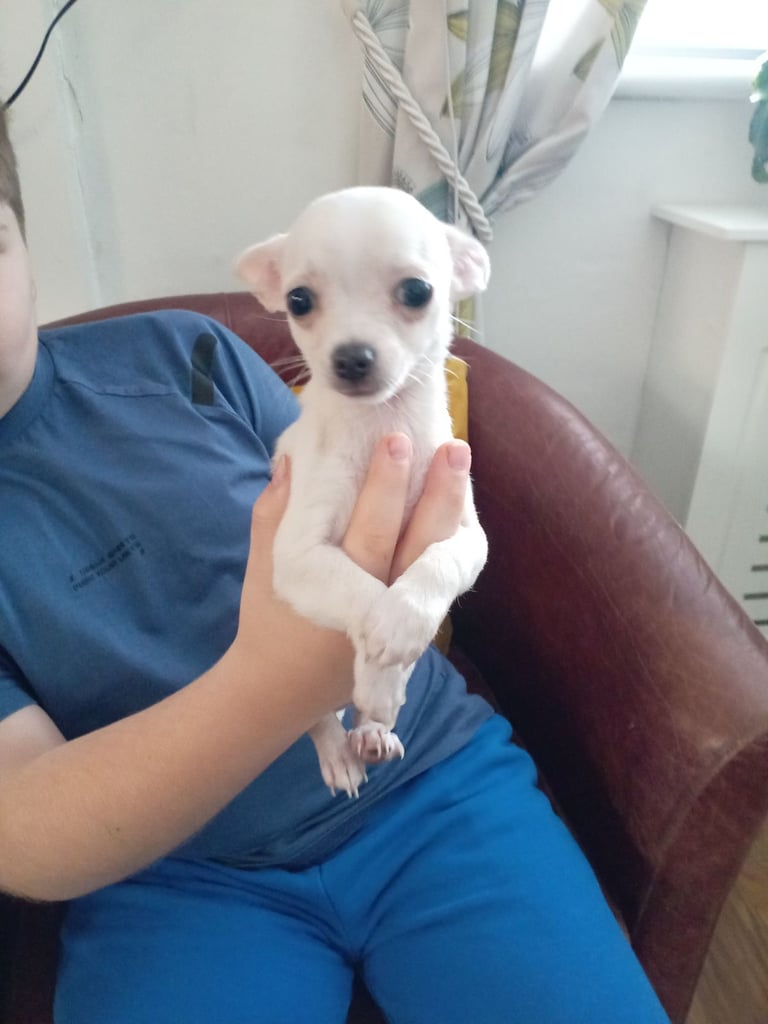 Chihuahua pup 