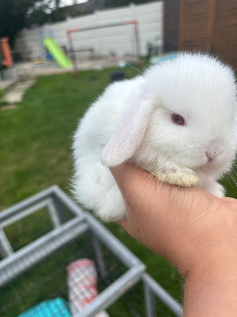 image for Mini lop baby 