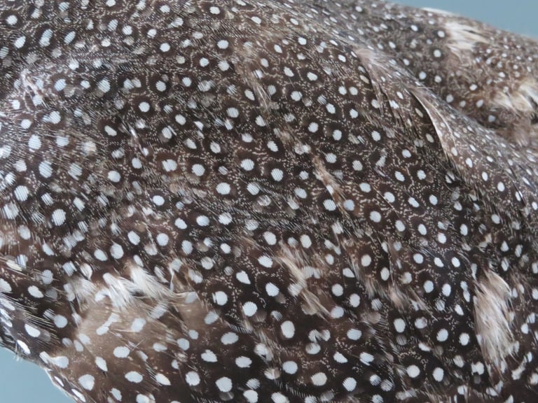 South African Guinea Fowl