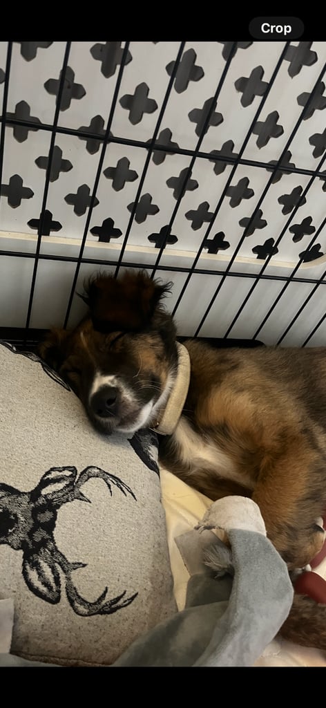 Male puppy cocker spaniel cross border collie