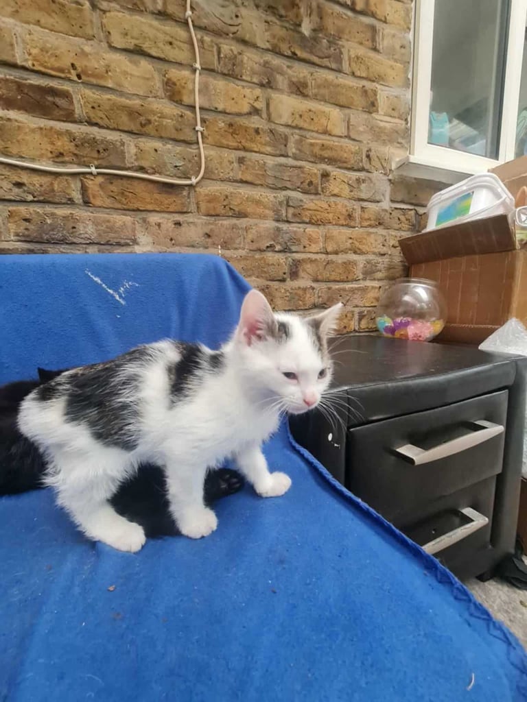 2 months old kittens