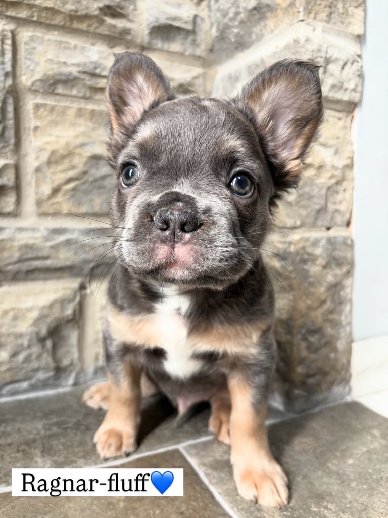 1 Full-Fluffy French Bulldogs FOR SALE