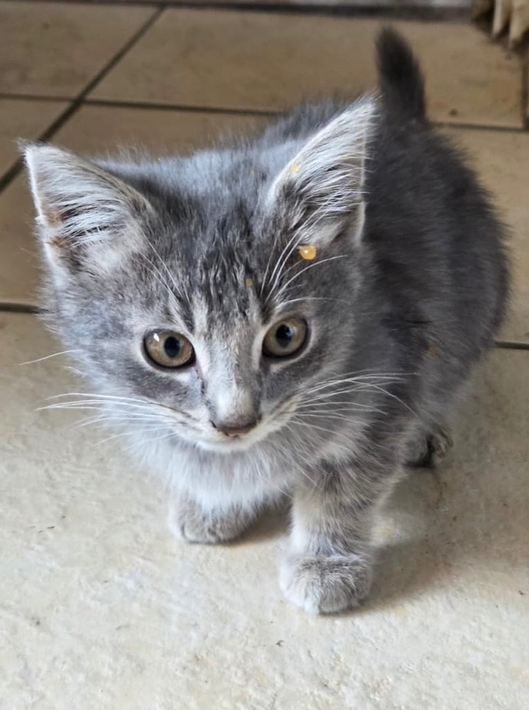 3 KITTENS READY TO GO 12 WEEKS OLD 