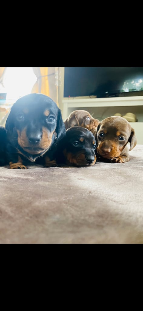 Miniture dachshunds 