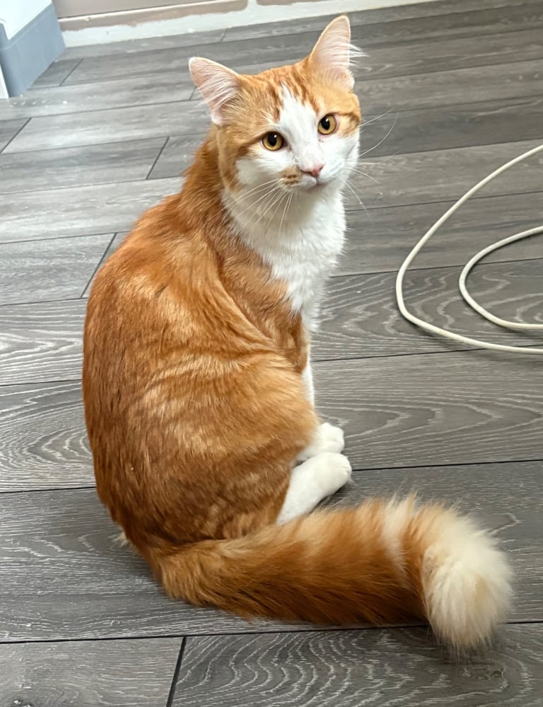 1 Year Old Cat Male