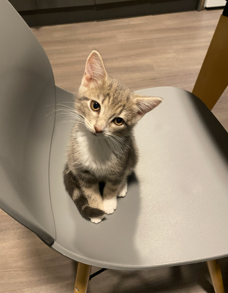 Adorable 12-Week Kitten + Food, Carrier, Toys & 20L Cat Litter – Ready Now!