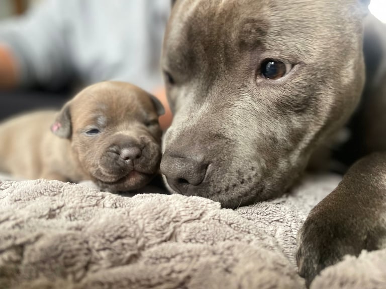 Beautiful Staffy Puppies for sale 