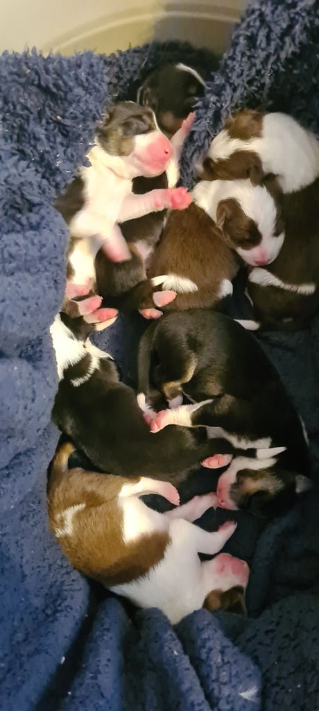 Border collie puppies 🐶 