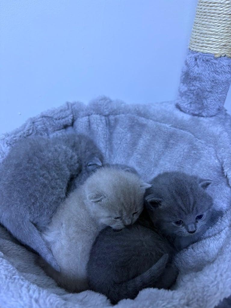 Kitten biritish shorthair 