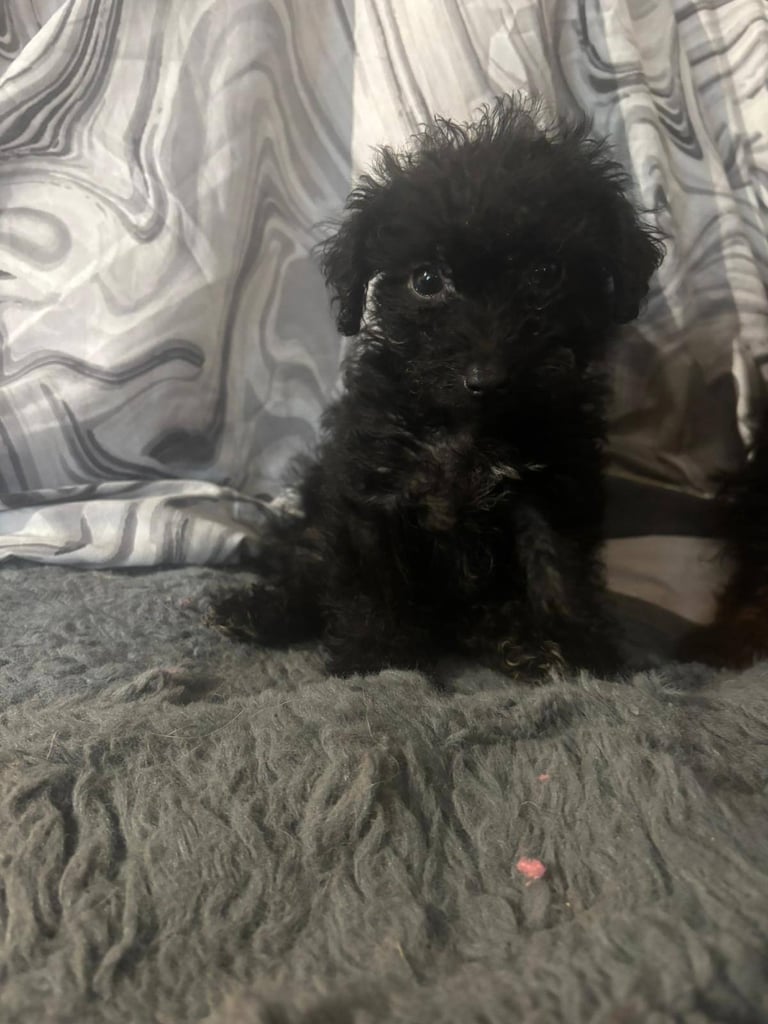 Jackapoo puppies 