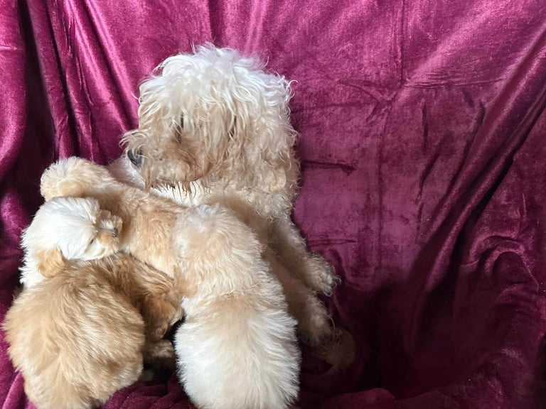 Cockerpoo puppies