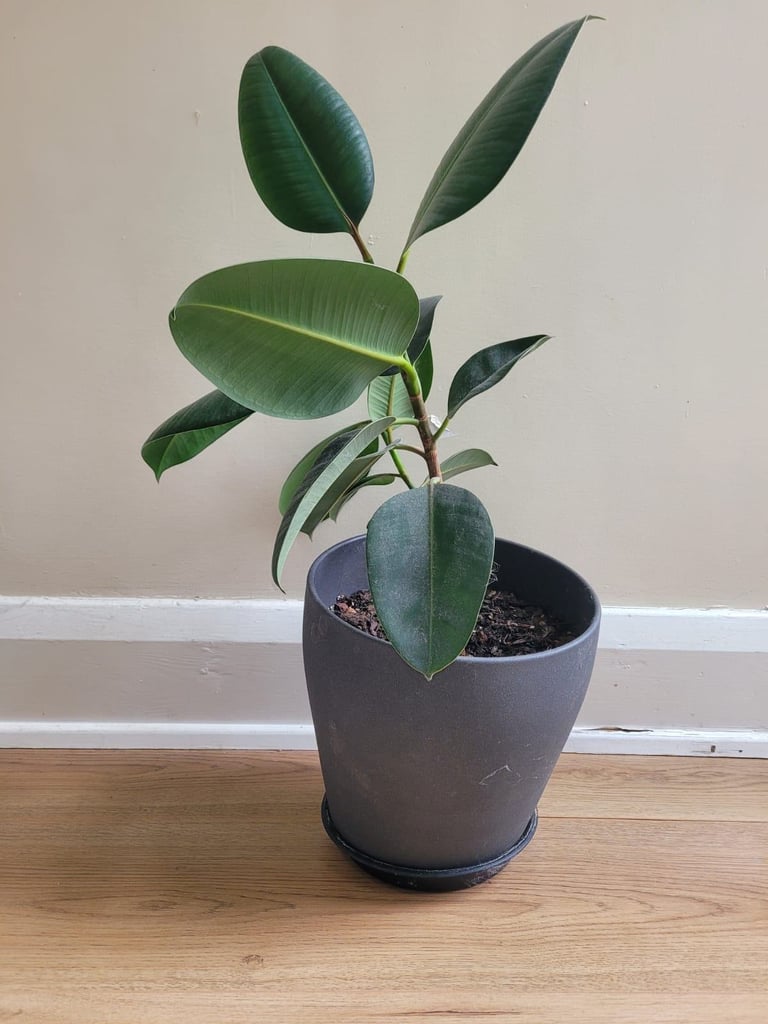 Rubber tree