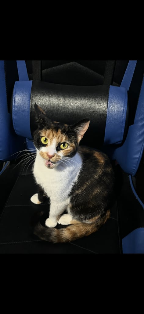 Cats for sale 