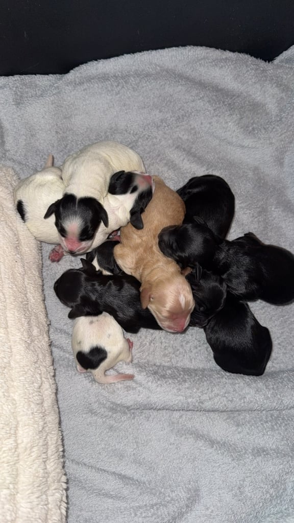 Cockerpoo pups
