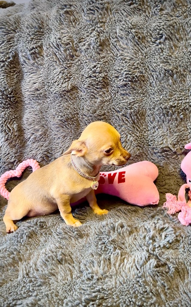 Beautiful chihuahua puppies 