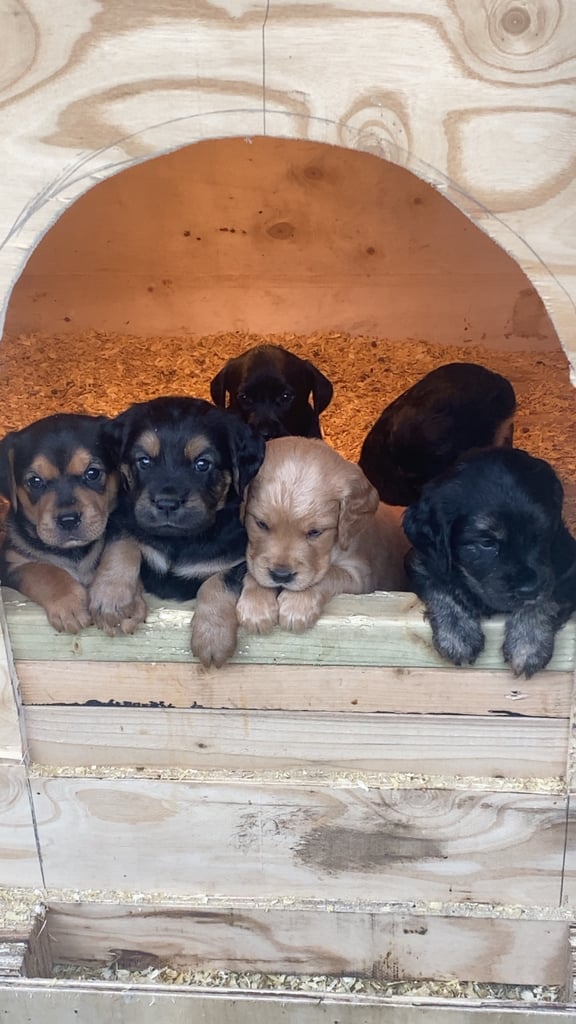Golden retriever x red pointer(1 male pup left)