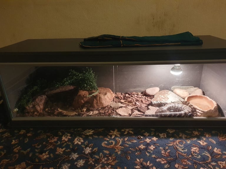 Indonesian blue tongue skink