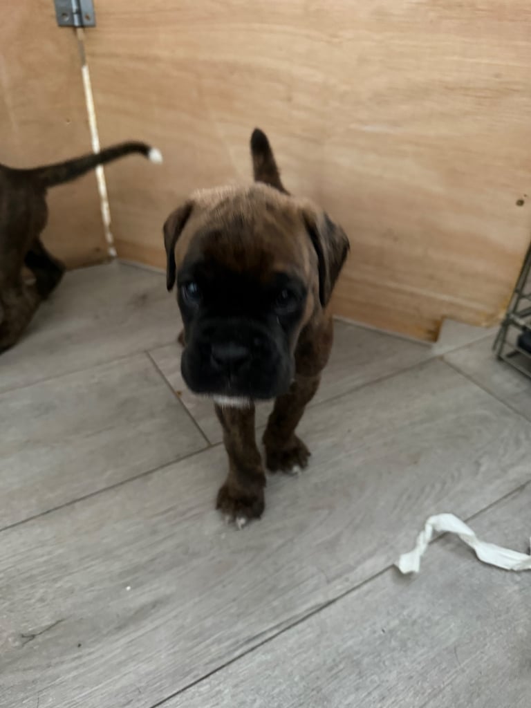 KC Boxer puppies - bobtail & longtail 🐶🩷💙
