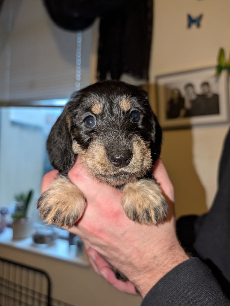 4 Dachshund pups