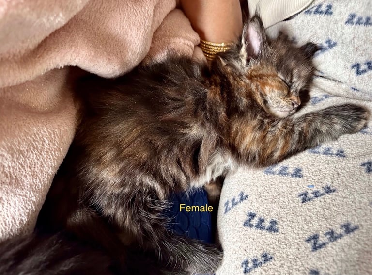 Ragdoll-Maincoon mix kittens