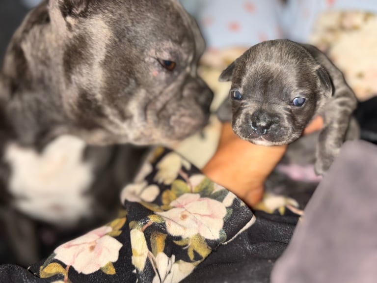 K c Frenchie puppies 