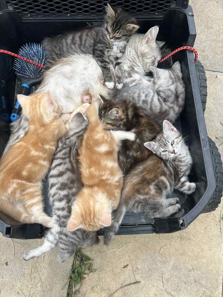 Siberian cross kittens 