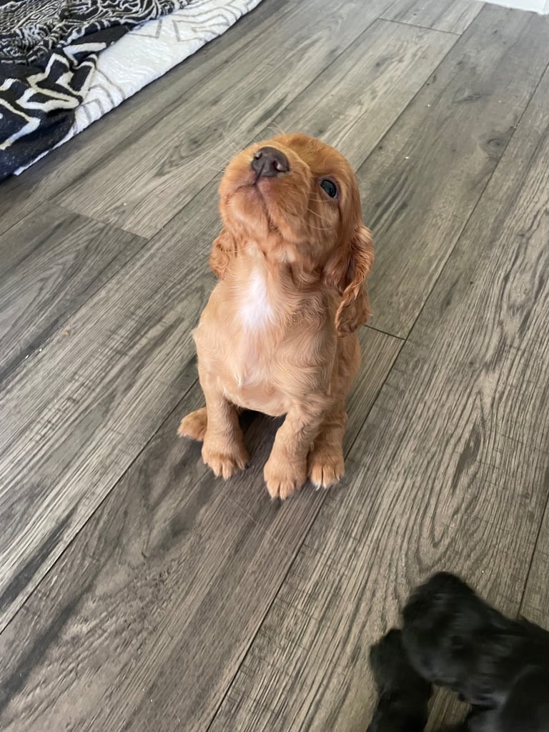 image for Cocker Spaniel puppies for sale 