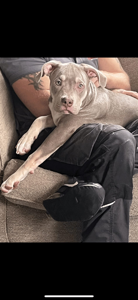 Male staff x American bully 