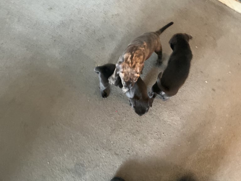 Staff x BullMastiff 4 Left 