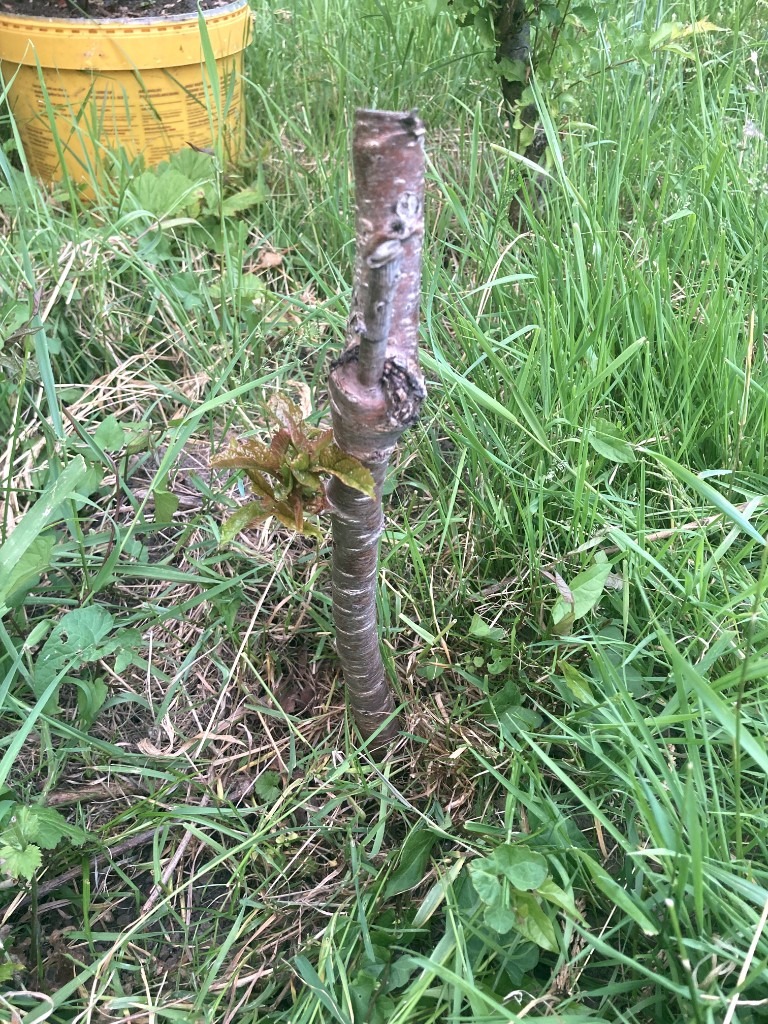 American cherry (Big size cherry) trees (£20 per tree)