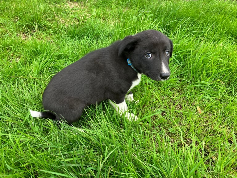 Border Collie Pups