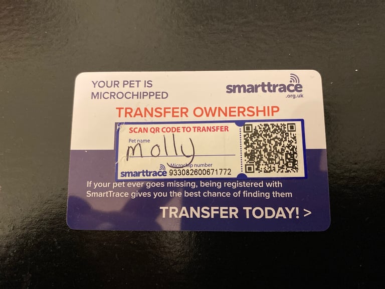 Old English bulldog puppy for sale. 