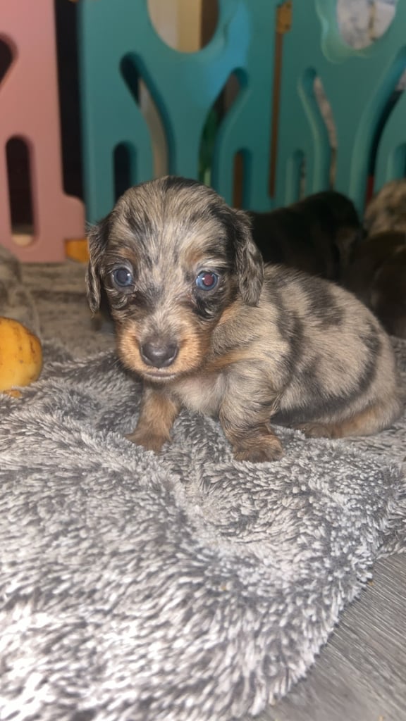 Longhaired dachshund puppy’s 