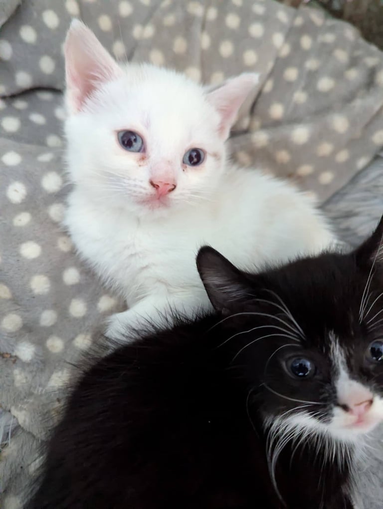 3 Kittens for sale £50 each