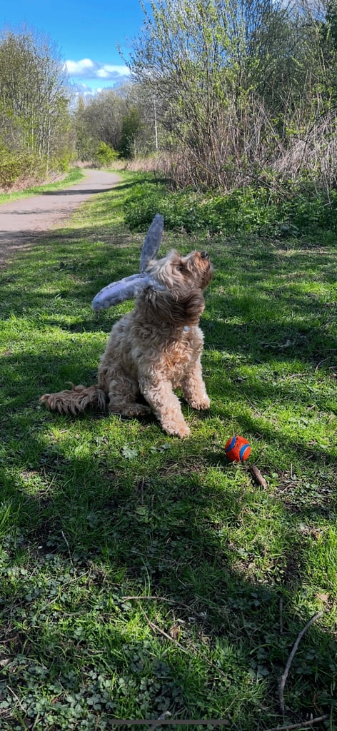 F2 cockapoo puppies for sale